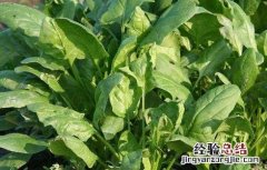 菠菜施肥方法,施什么肥料好? 菠菜的施肥方法