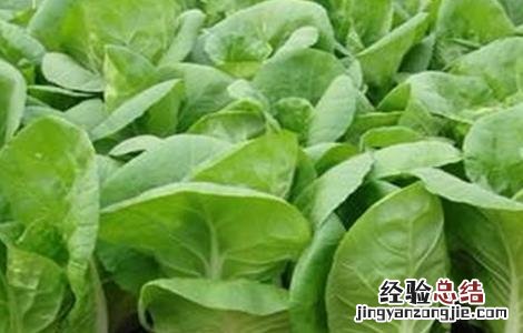小白菜的田间管理 小白菜的田间管理方法