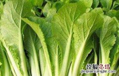 小白菜的田间管理 小白菜的田间管理方法