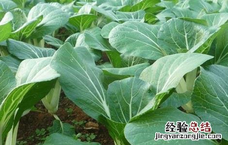小白菜的田间管理 小白菜的田间管理方法