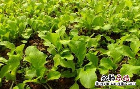 小白菜的田间管理 小白菜的田间管理方法