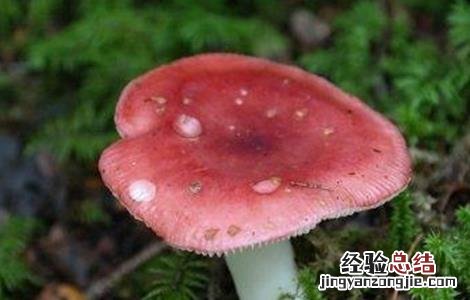 红菇种植注意事项 红菇种植注意事项有哪些
