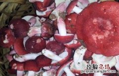 红菇种植注意事项 红菇种植注意事项有哪些
