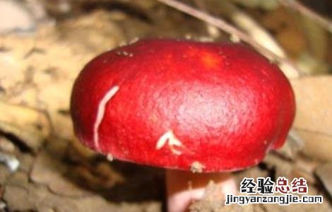 红菇种植注意事项 红菇种植注意事项有哪些
