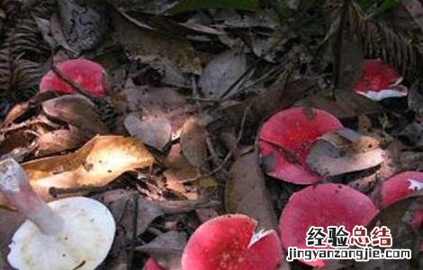 红菇种植注意事项 红菇种植注意事项有哪些