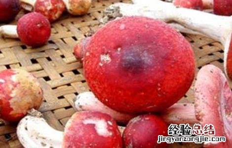 红菇怎么种植方法 红菇怎么种