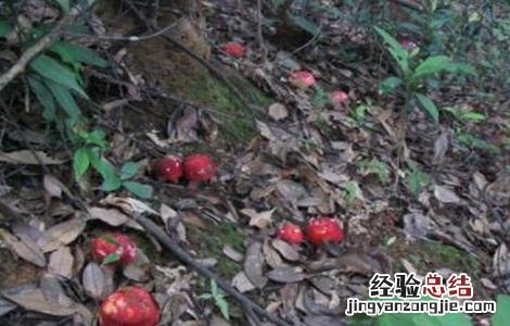 红菇怎么种植方法 红菇怎么种