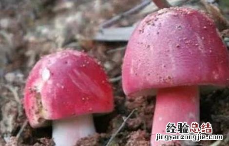 红菇怎么种植方法 红菇怎么种
