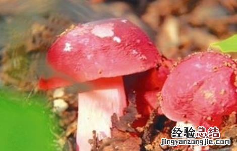 红菇怎么种植方法 红菇怎么种