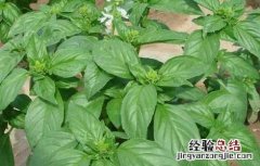 罗勒怎么种植 罗勒怎么种植才不开花
