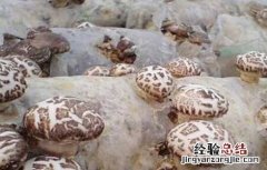 蘑菇如何施肥 蘑菇施肥的注意事项