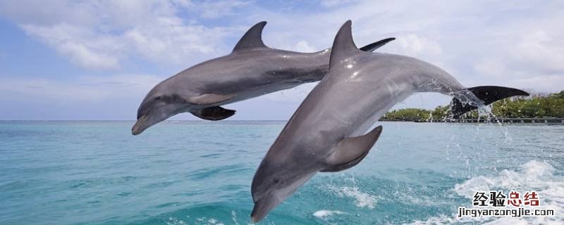 海豚是怎样睡觉 海豚怎么睡觉
