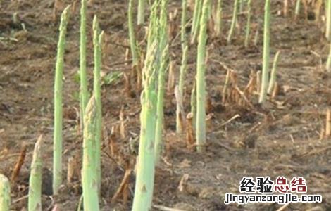 芦笋种植的环境要求 芦笋种植的环境要求是什么