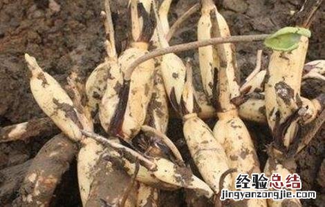 莲藕的田间管理技术 莲藕的田间管理