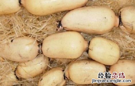 莲藕的田间管理技术 莲藕的田间管理