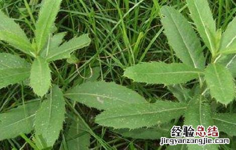 刺儿菜怎么种 刺儿菜生长环境