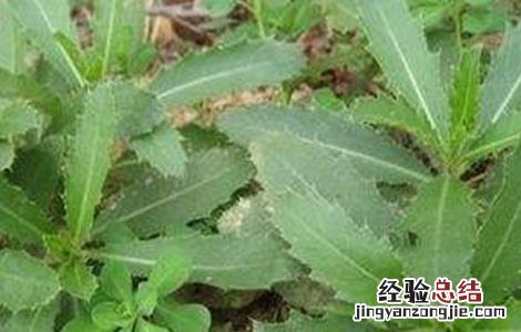 刺儿菜怎么种 刺儿菜生长环境