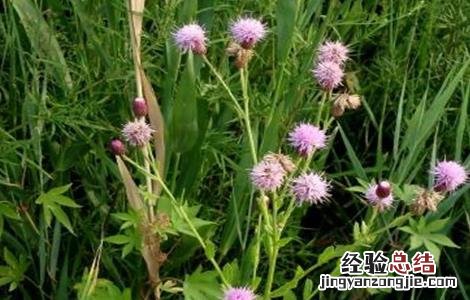刺儿菜怎么种 刺儿菜生长环境