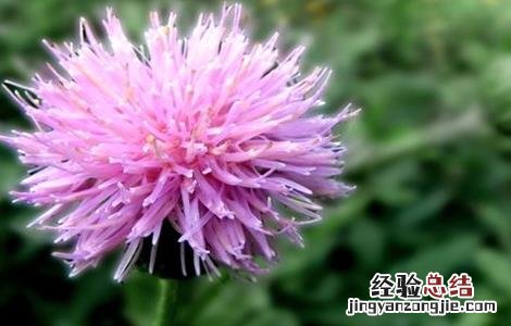 刺儿菜怎么种 刺儿菜生长环境