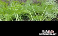 胡蘿蔔怎麽施肥
