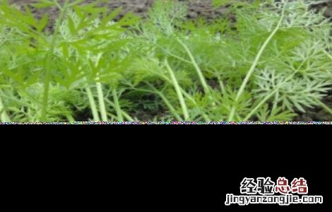 胡萝卜怎么施肥