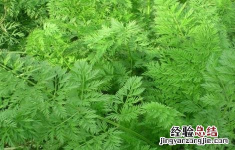 胡萝卜怎么施肥