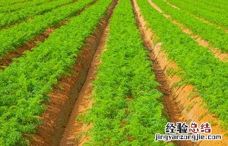 胡萝卜怎么施肥