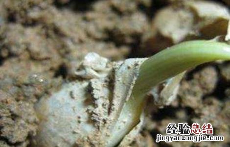 种植大蒜的田间管理 种植大蒜的田间管理方法