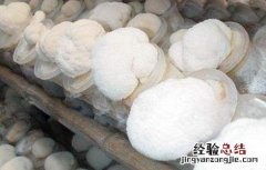 猴头菇的种植技术 猴头菇的种植技术与管理