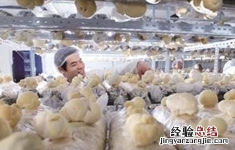 猴头菇的种植技术 猴头菇的种植技术与管理