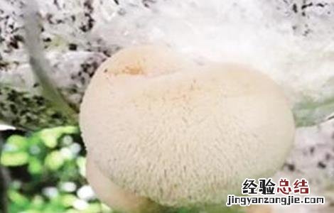 猴头菇的种植技术 猴头菇的种植技术与管理