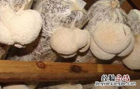猴头菇的种植技术 猴头菇的种植技术与管理