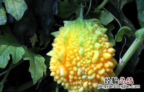 盆栽金铃子种植方法 金铃子怎么种好