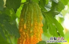 盆栽金铃子种植方法 金铃子怎么种好