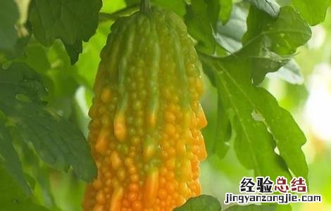 盆栽金铃子种植方法 金铃子怎么种好