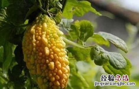 盆栽金铃子种植方法 金铃子怎么种好