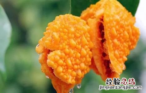 盆栽金铃子种植方法 金铃子怎么种好