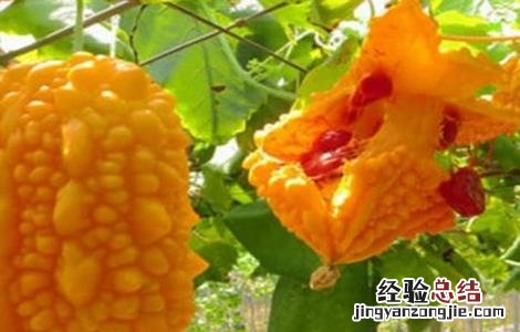 盆栽金铃子种植方法 金铃子怎么种好