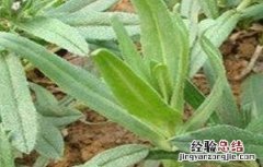 面条菜种植的时间和方法 面条菜种植的时间和方法图片