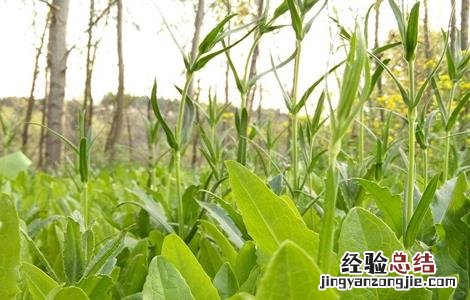 面条菜种植的时间和方法 面条菜种植的时间和方法图片