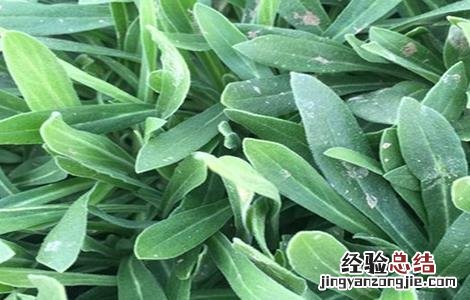 面条菜种植的时间和方法 面条菜种植的时间和方法图片