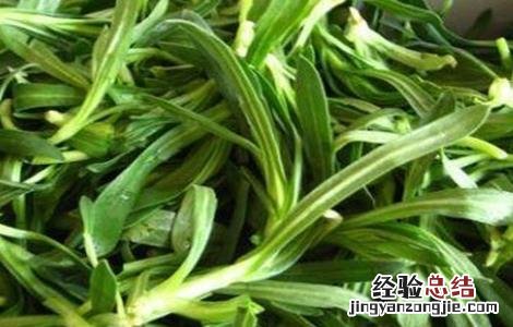 面条菜种植的时间和方法 面条菜种植的时间和方法图片