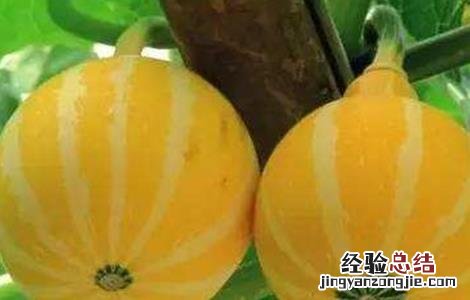 金丝瓜怎么种 金丝瓜怎么种植最好