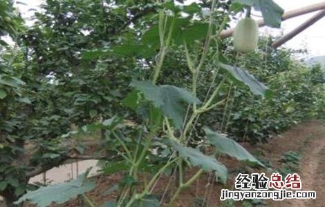 金丝瓜怎么种 金丝瓜怎么种植最好