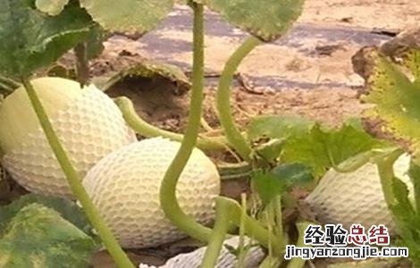 金丝瓜怎么种 金丝瓜怎么种植最好