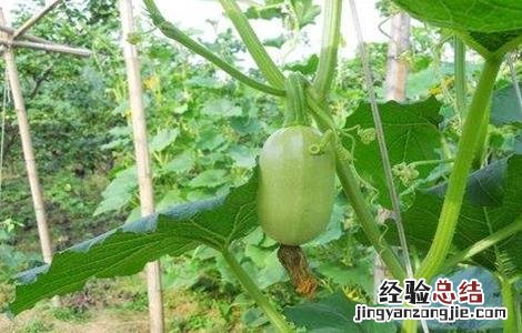 金丝瓜怎么种 金丝瓜怎么种植最好