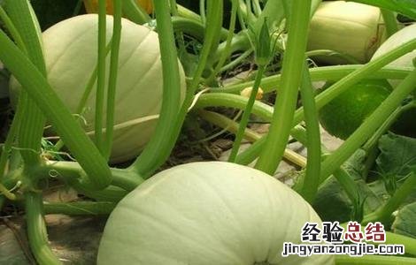 金丝瓜怎么种 金丝瓜怎么种植最好