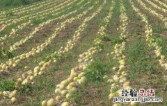 金丝瓜怎么种 金丝瓜怎么种植最好