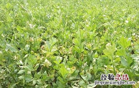水芹的种植方法 水芹的种植方法和时间
