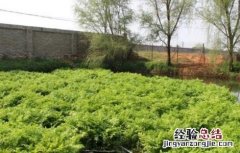 水芹的种植方法 水芹的种植方法和时间